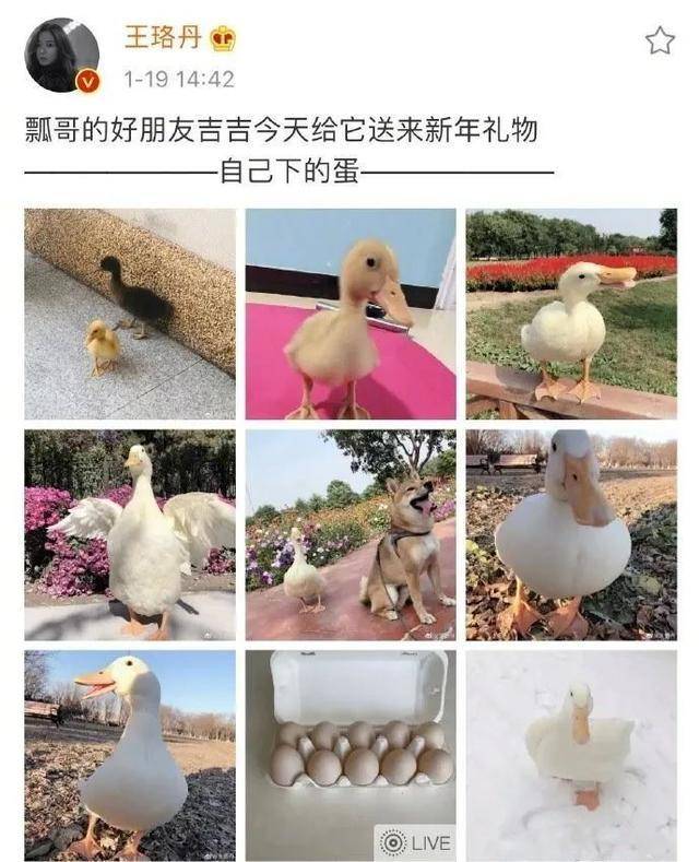 最新鴨子網(wǎng)使用指南，任務(wù)完成與技能提升攻略